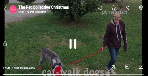 The Pet Collective channel now live on Samsung TV